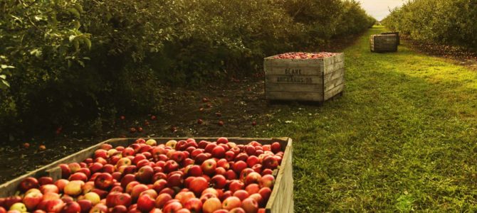 The Best Michigan Cider Mills to Visit this Fall