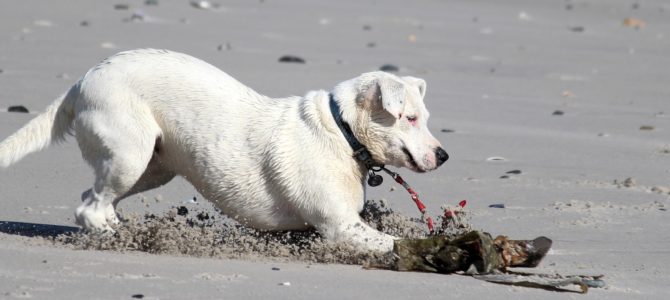 Best Dog-Friendly Beaches in Michigan
