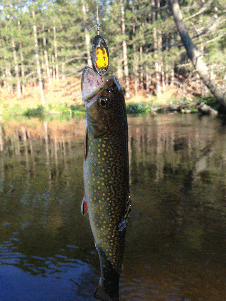 Fun June Trout Streams In Michigan Around Michigan