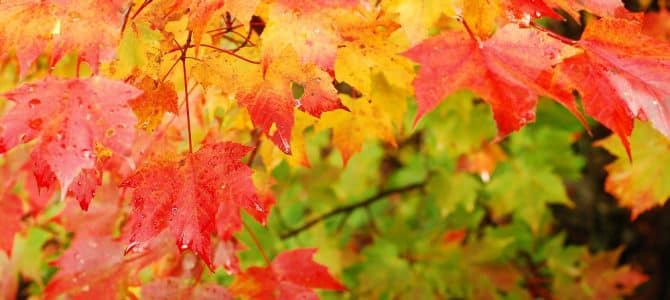 Michigan’s 2020 Fall Foliage Forecast