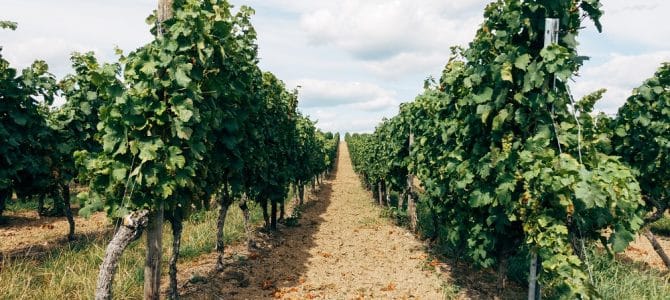 Best Wineries in Southwest Michigan