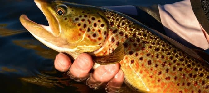 Most Common Fish Species in Lake Michigan