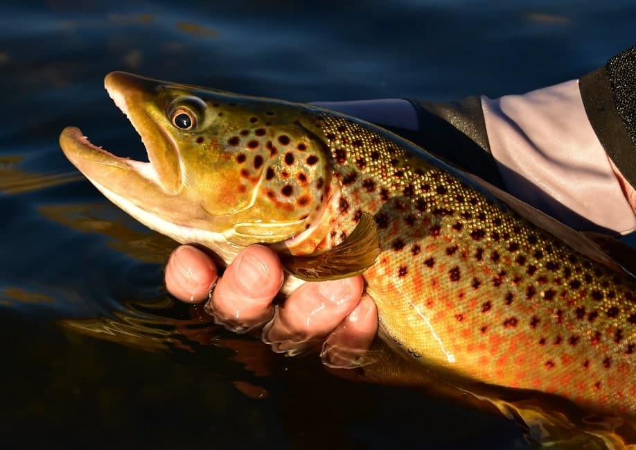 Most Common Fish Species in Lake Michigan