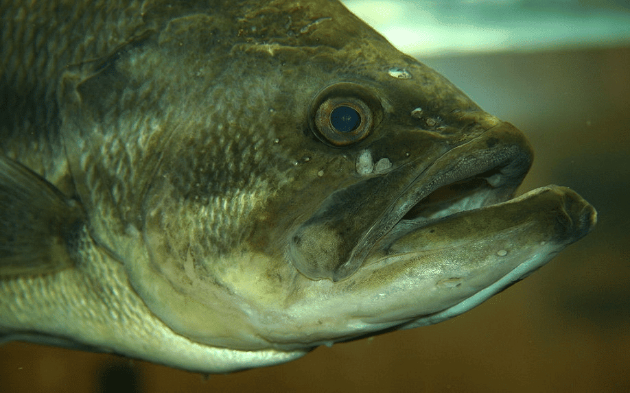 Less ice cover on Lake Superior could reduce key fish species