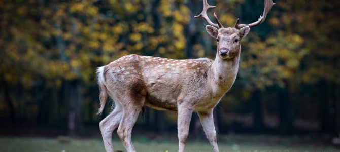 Changes to 2022 Michigan Deer Hunting DNR regulations
