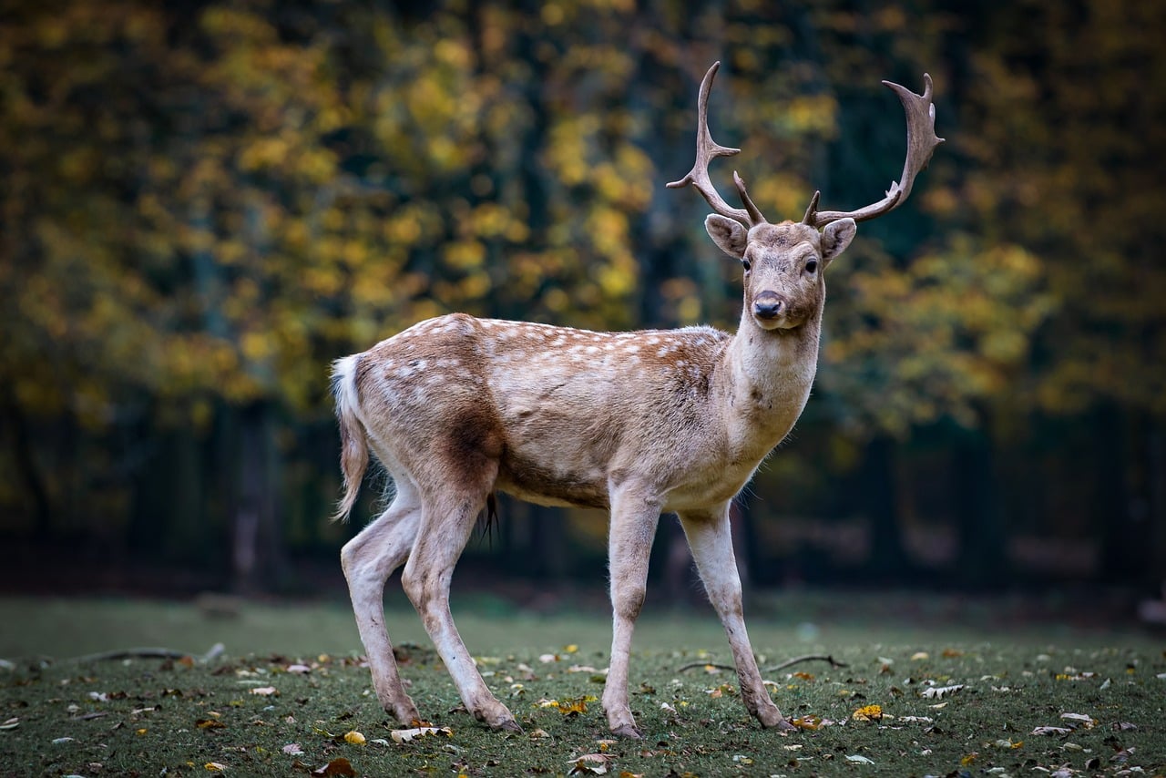 Changes To 2022 Michigan Deer Hunting DNR Regulations Around Michigan
