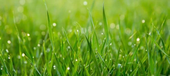 Best Grass Seed for Michigan Lawns