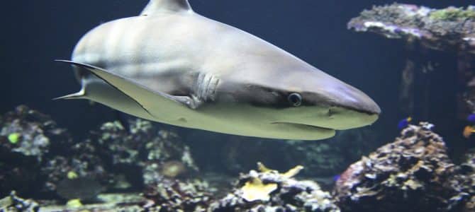 What Animals Live in Michigan? 21 Questions.