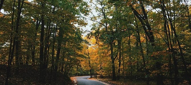 Driving the Tunnel of Trees – What You Need to Know