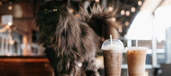 Cat Cafés in Michigan