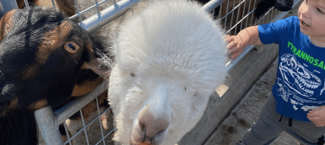 Ultimate Guide to Boulder Ridge Wild Animal Park