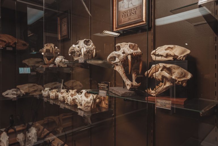 Mythos Museum Feline Collection 768x513