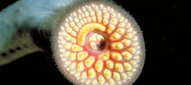 Sea Lamprey: The Scariest Fish In Lake Michigan