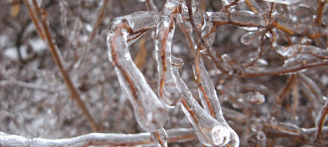 What Michigan DNR Campgrounds are Impacted by the Ice Storm of 2025?
