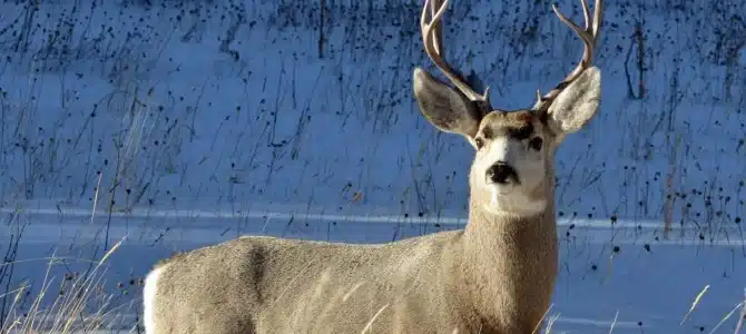 Can You Bait Deer in Michigan? A Guide For Hunters